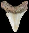 Bargain, Megalodon Tooth - North Carolina #48917-2
